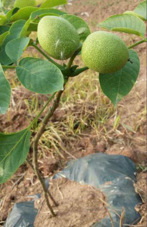冠核一號