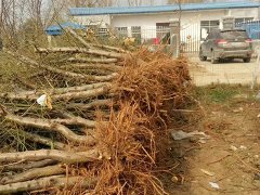邯鄲占地桃樹苗批發(fā)