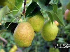 新梨7號(hào)