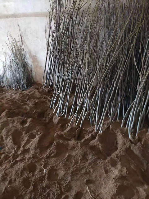 在庫房假植的3公分核桃苗