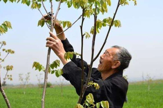 1一4年核桃樹如何修剪，分層修剪并處理背后枝