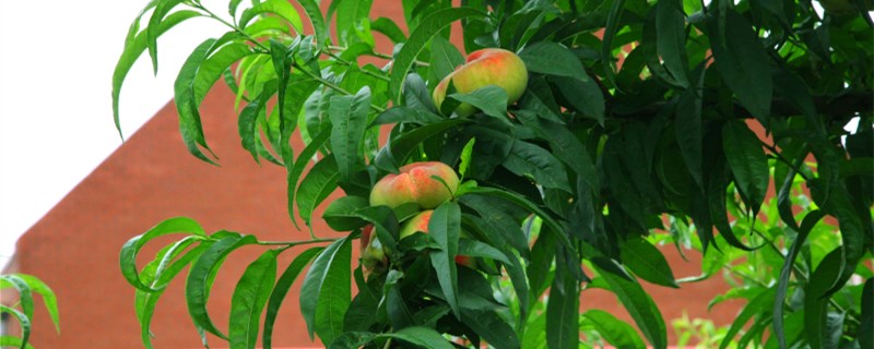桃樹苗種植技術(shù)